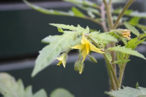 Solanum lycopersicum (1200 x 801)